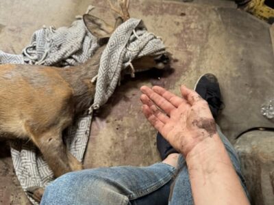 приспана козуля