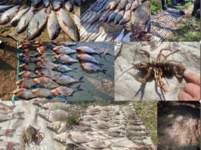 незаконний вилов