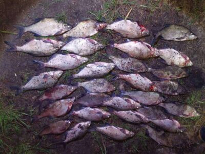 вилучена незаконно виловлена риба