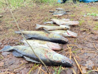 вилучена незаконно виловлена риба