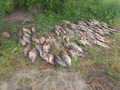 виловлена риба