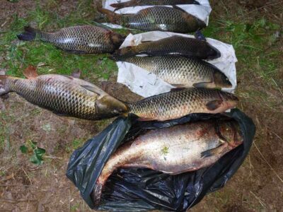 виловлена риба