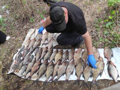 виловлена риба