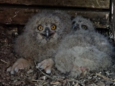 червонокнижні сови у зоопарку Черкас