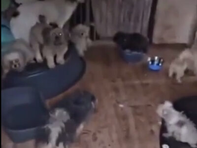 Тварини в Смілі