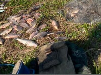 виловлена риба