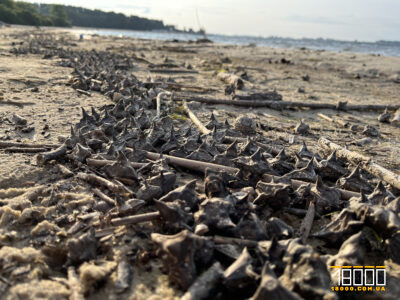 Водяний горіх на черкаському пляжі