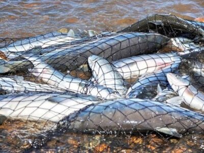 незаконний вилов риби сітками