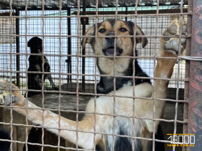 тварина з притулку