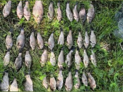 виловлені карасі