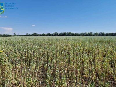 снодійний мак