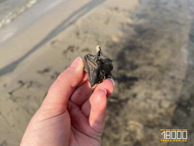 Який вигляд має водяний горіх