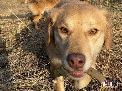 У Шполі невідомий поранив домашнього пса: поліція проводить перевірку