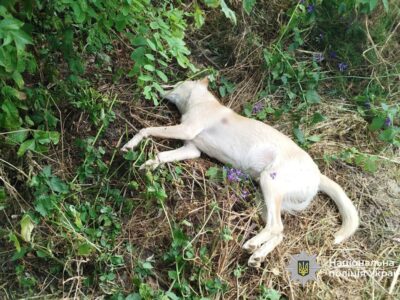 мертва собака, яку застрелили