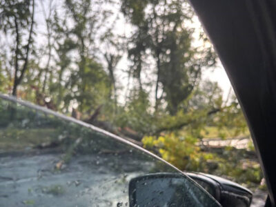 дерево, яке впало