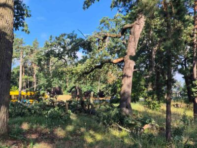 падіння гілок