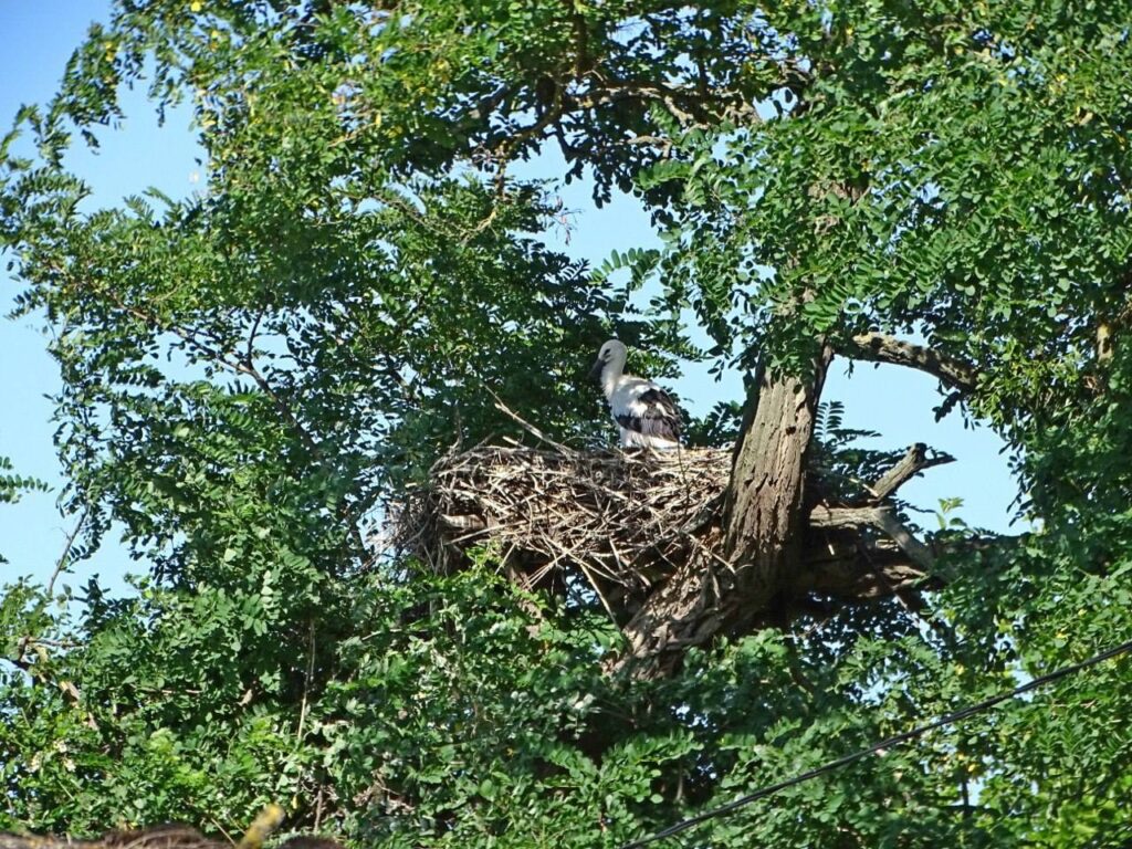 лелеки у гнізді на дереві