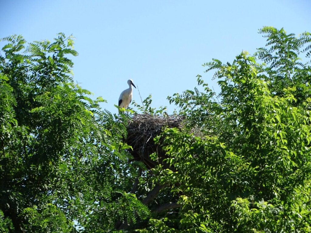 лелека в гнізді