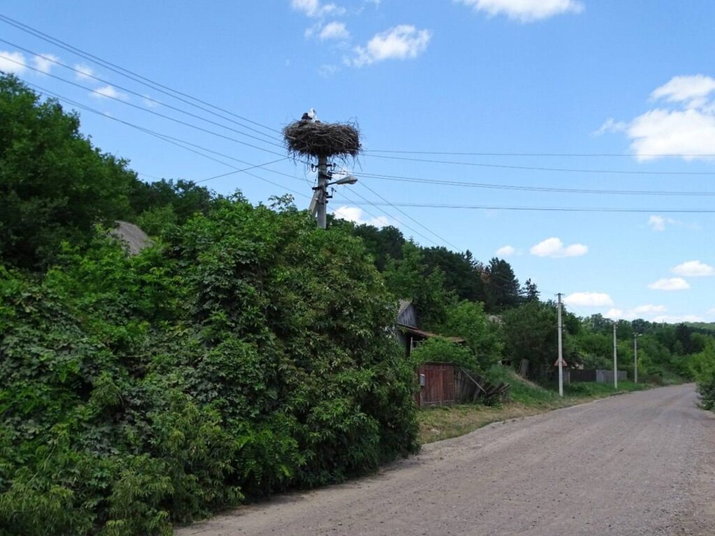 лелека у гнізді