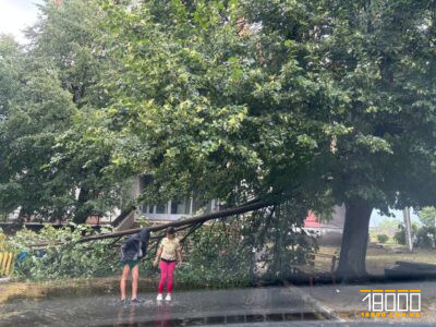 зламане дерево