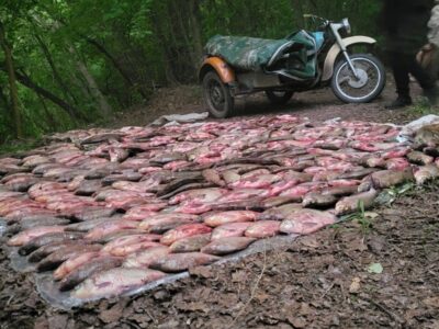 виловлена риба