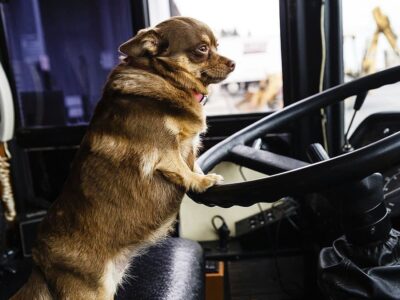 Перевезення тварин