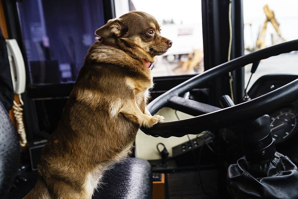 Перевезення тварин