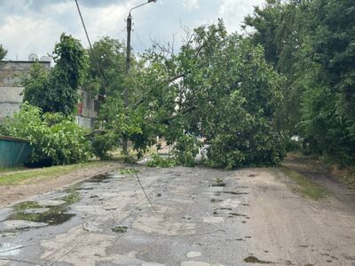 Повалене дерево