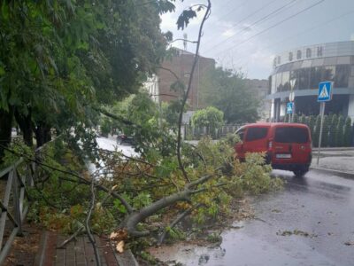 зламане дерево