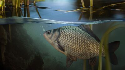 риба в Дніпрі