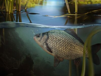 риба в Дніпрі