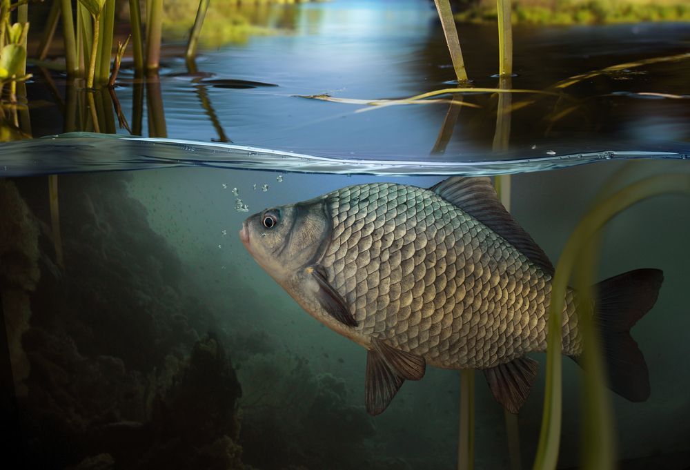 риба в Дніпрі