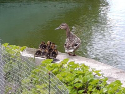 качка з пташенятами