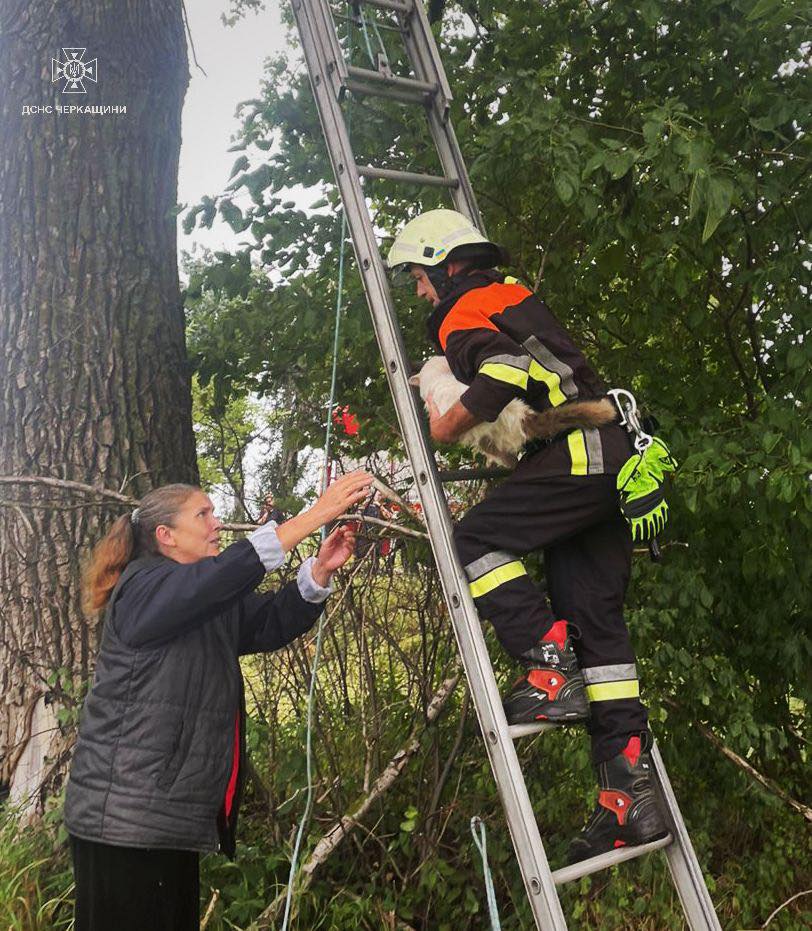 рятувальник знімає кота з дерева
