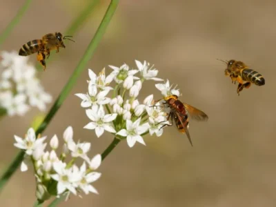 бджоли на квітах