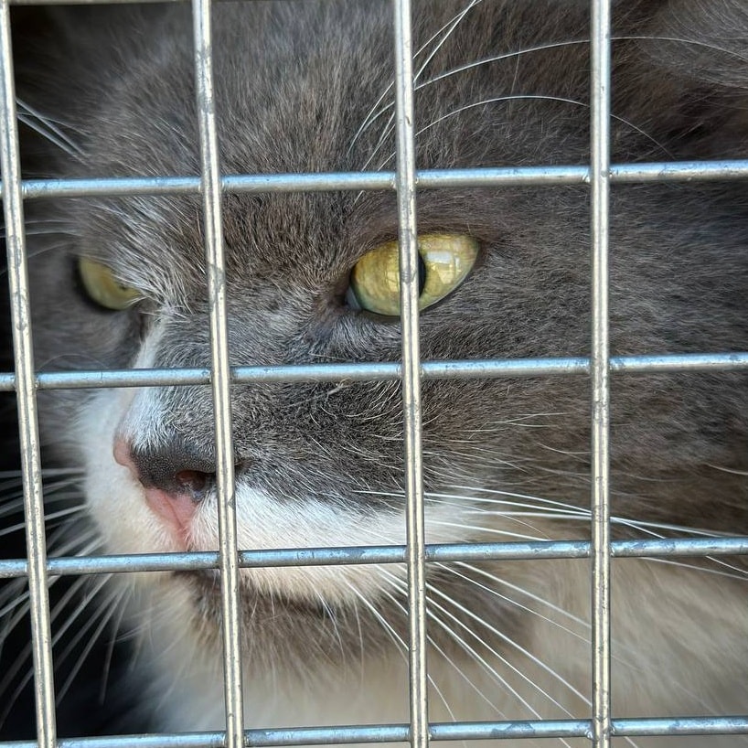 Кіт в клітці