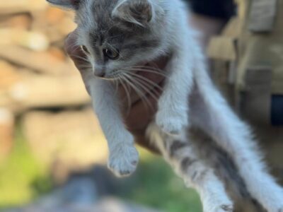 Котик в руках