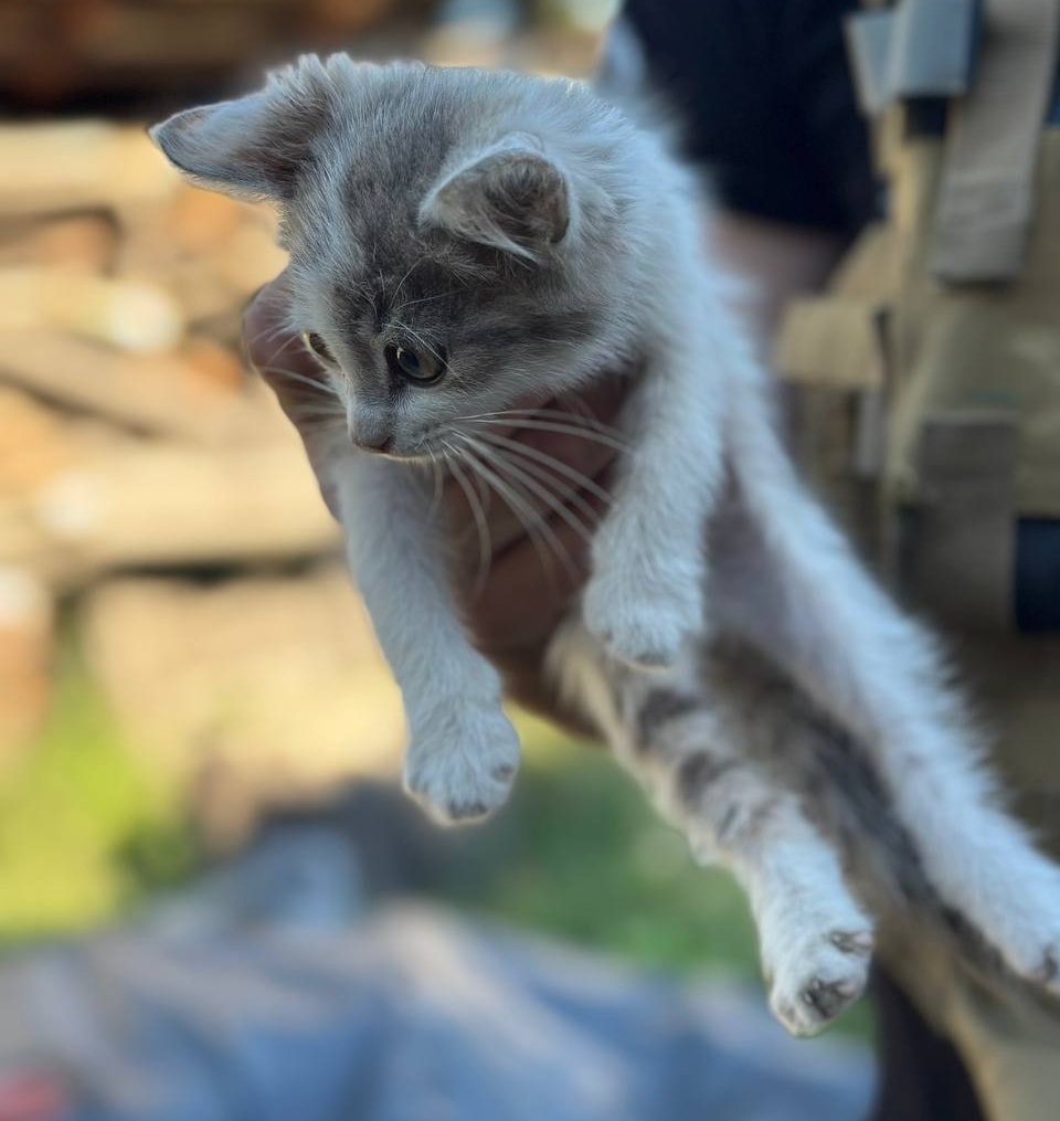 Котик в руках 