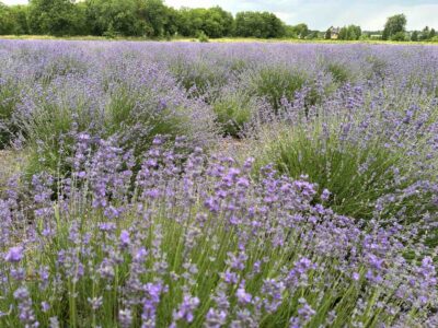 Лавандове поле Умань