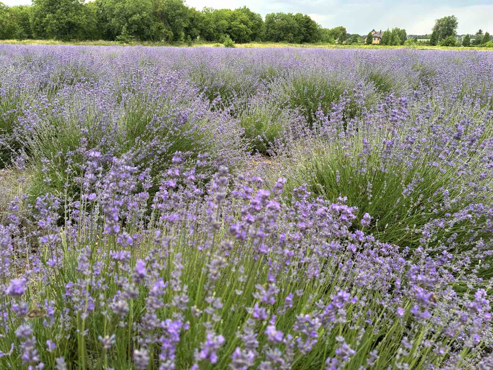 Лавандове поле Умань