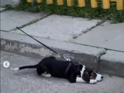 Пес, власника його підозрюють у жорстокому поводженні