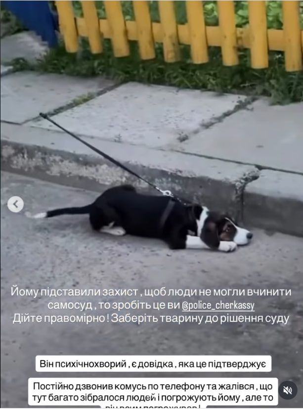 Пес, власника його підозрюють у жорстокому поводженні 