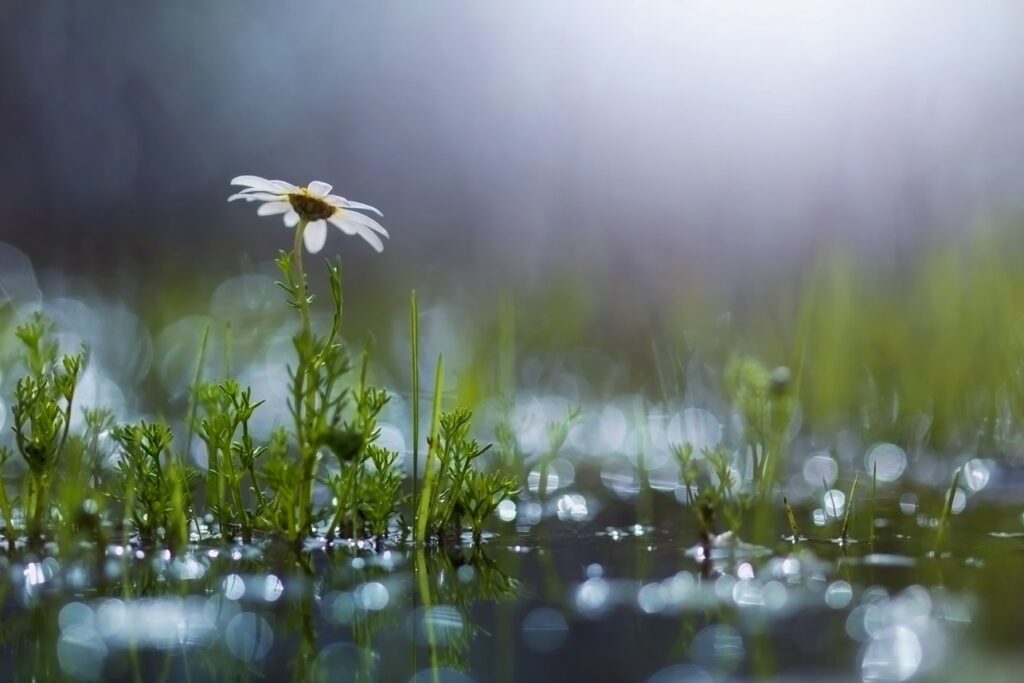 Ромашка після дощу