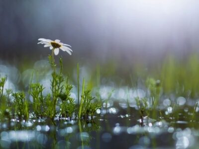 Ромашка після дощу