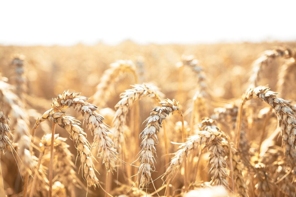 колосся пшениці