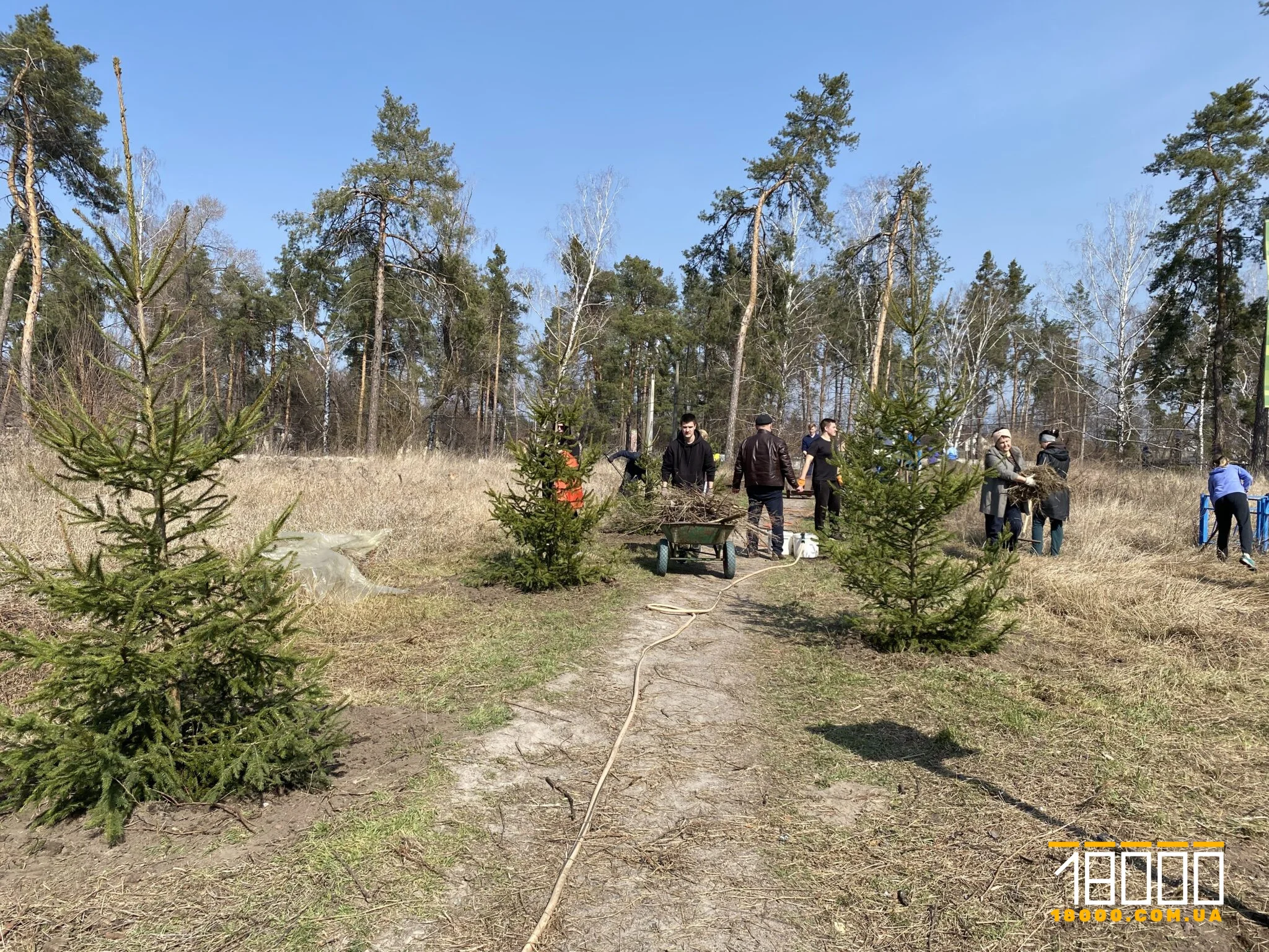 По вулиці Лісова Просіка висадили ялинки