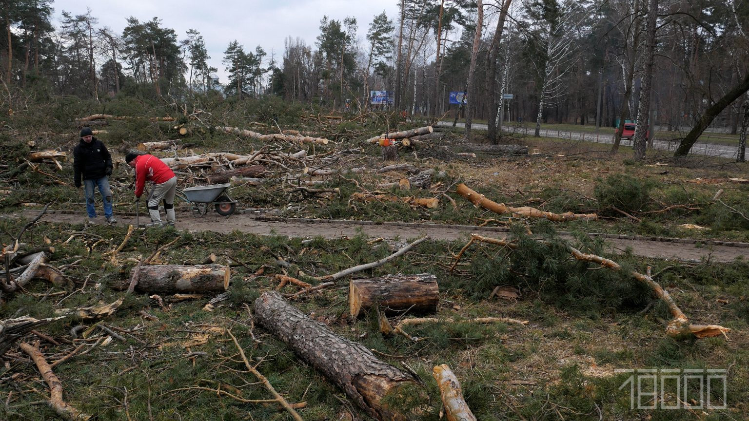 Зрубані дерева по Лісовій Просіці