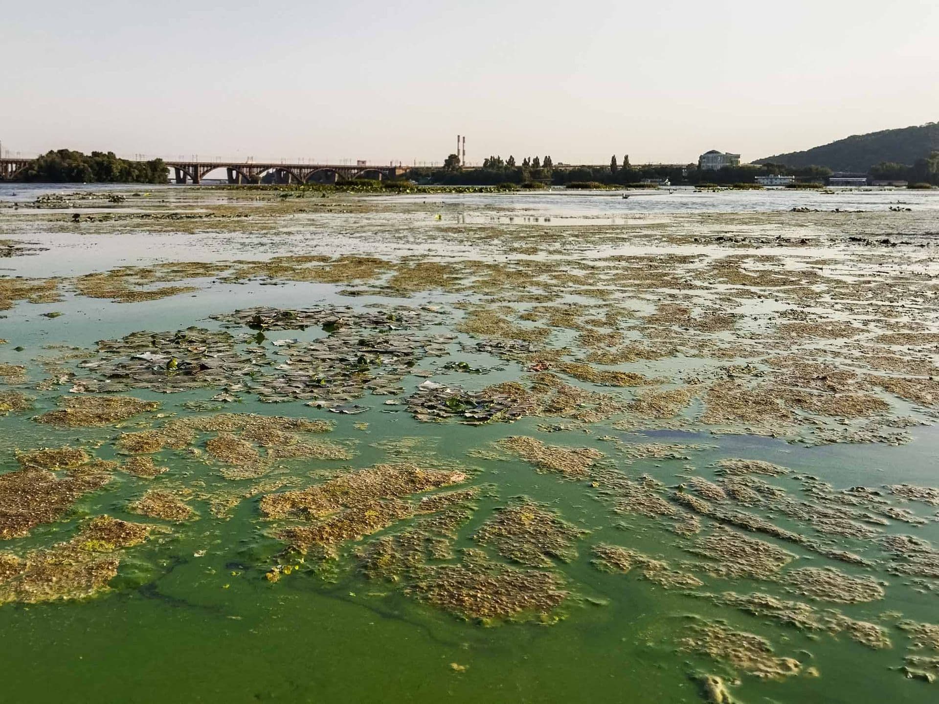 зелена вода