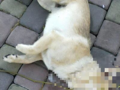 Померлий пес