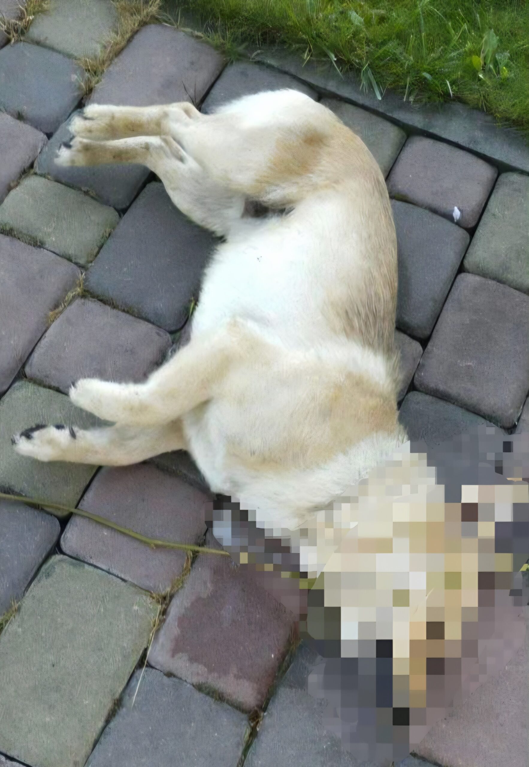 Померлий пес